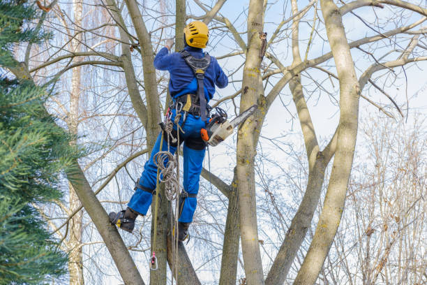 Best Tree Maintenance Programs  in , MA